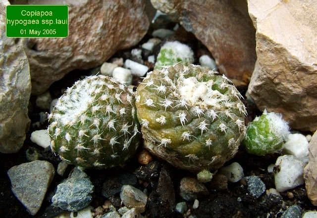 Copiapoa_ hypogaea _ssp.laui_ (ownroots) _01